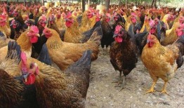 土鸡游戏爆料大全视频播放,揭秘热门游戏幕后故事